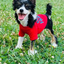 Chihuahua and Chinese Crested Puppies from Western Kentucky Chihuahua’s and Chinese Crested’s