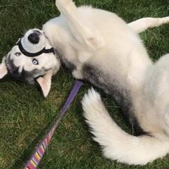 Siberian Huskies from Dream Team Huskies
