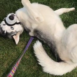 Siberian Huskies from Dream Team Huskies