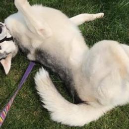 Siberian Huskies from Dream Team Huskies
