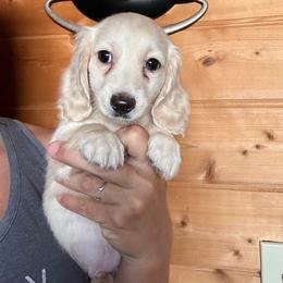 Boy 3 - Cream male Dachshund puppy in Cheyenne, Wyoming from Great Basin Hounds