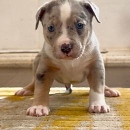 Light Blue Collar - Blue tri-color male American Bully puppy in Mansfield, Texas from Eleven:11 Kennels