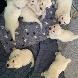 Female Pick 3 - Light golden female Golden Retriever puppy in Litchfield Park, Arizona from Phoenix Golden Retriever