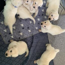 Female Pick 3 - Light golden female Golden Retriever puppy in Litchfield Park, Arizona from Phoenix Golden Retriever