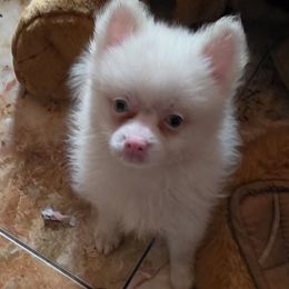 Katie Rose - White female Pomeranian puppy in Queen Anne's County, Maryland from La Belle Pomeranians