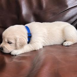 Male pick 2 - Light golden male Golden Retriever puppy in Waterford, Pennsylvania from Living on Faiths Golden Retrievers