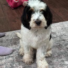 Boy 1 - Black white and tan male Springerdoodle puppy in Reddick, Florida from Cooper’s Mini Doodles