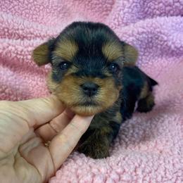 Margarita (Miss Maggie) - Blue and gold female Yorkshire Terrier puppy in Brooksville, Florida from York Girl’s Pups