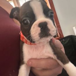 Orange - Black brindle and white male Boston Terrier puppy in Charleroi, Pennsylvania from KC’s Boxers