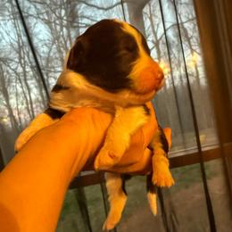 Wonder Woman - Brown and white female Aussiedoodle puppy in Bedford, Virginia from Brandt Farms Aussiedoodles