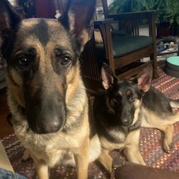 German Shepherds from Ditchwater Studio
