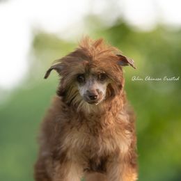 Chinese Crested Puppies from Qilin Chinese Crested