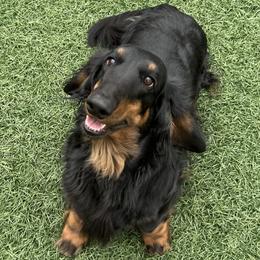 Indie - Dachshund