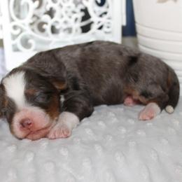 Jade - Blue merle female Bernedoodle puppy in Eagle Mountain, Utah from Fur Real Puppies.