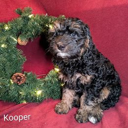 Kooper - Brown and tan male Cockapoo puppy in Sunset, Louisiana from Cano Cockapoos