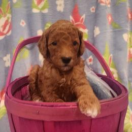 Pinky - Apricot female Poodle puppy in South Willard, Utah from Burge Family Poodles