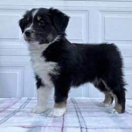 Miniature American Shepherd Puppies from Azure Sky Minis