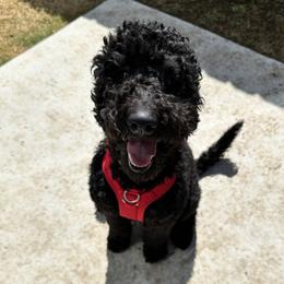 Stormi - Goldendoodle