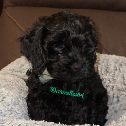 River - Black male Cockapoo puppy in California from Central Valley Scotties