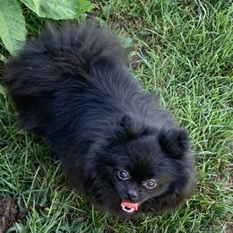 Pomeranians from Cutie Poms