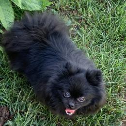 Pomeranians from Cutie Poms