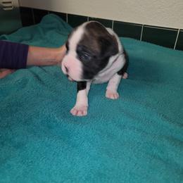 Boxer Puppies from BUTTERFLYS BOXERS