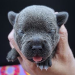 Ginger - Blue female Staffordshire Bull Terrier puppy in Dallas, Texas from Wild Blue Staffords