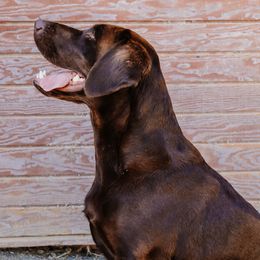 Labrador Retrievers from Luxury Labradors