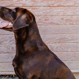 Labrador Retrievers from Luxury Labradors