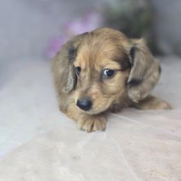 Pretzel - Gray (blue) and tan male Dachshund puppy in Arthur, Illinois from Dachs and Poms