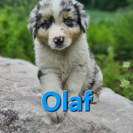 Olaf - Blue merle male Australian Shepherd puppy in Trout Run, Pennsylvania from Rose Valley Aussies