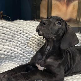 Great Danes from Arpin Great Danes