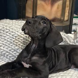 Great Danes from Arpin Great Danes