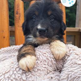 Assorted Doodle Crosses, Bernedoodle, Goldendoodle, and Poodle Puppies from Williams Lake Doodles