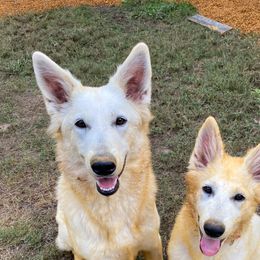 LYRA - Berger Blanc Suisse