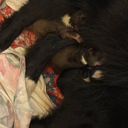 Miniature American Shepherd puppies from Southern Promise Aussie’s