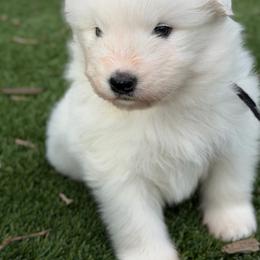 Black - White male Samoyed puppy in Paulden, Arizona from Carefree Samoyeds & Deserthills Labradors