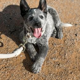 Australian Cattle Dog Puppies from Impact 3rd Australian Cattle Dogs