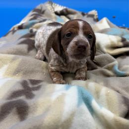 Piebald Female - SMOOTH mini - Piebald female Dachshund puppy in Spanaway, Washington from 11 Oaks Kennels