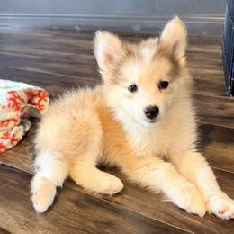 Sterling - male Nenets Herding Laika puppy in Rockwell, Texas from Mystic Winds Nenets Laikas