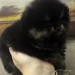 Pomeranian Puppies from Silver’s Reigning Heir Poms