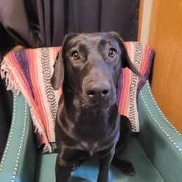 Chinook, Golden Retriever, and Labrador Retriever Puppies from Aurum Canine Services