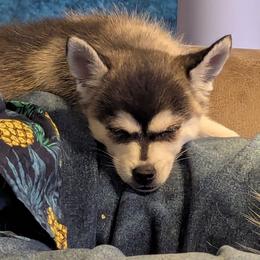 Daisy Mae - Gray and white female Alaskan Klee Kai puppy in Marietta, Georgia from Whitesel Klee Kais