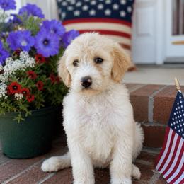 Elsa - Parti female Goldendoodle puppy in Greenville, North Carolina from ENC Goldendoodles
