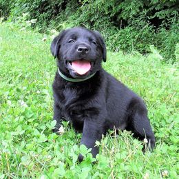Labrador Retriever Puppies from Treasure Mountain Labrador Retrievers