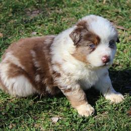 Ruth - Red merle female Australian Shepherd puppy in Kansas, Oklahoma from Windy G Farm