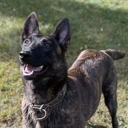 Cindy - Dutch Shepherd