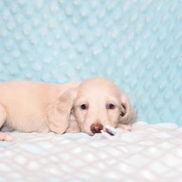 Milo 4500 - Cream male Dachshund puppy in Coldwater, Mississippi from Mississippi Shorties Miniature Dachshunds