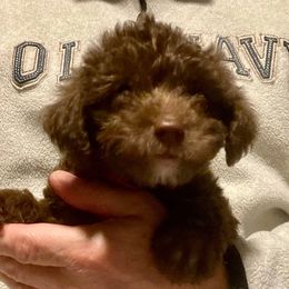 Ginger (Gray) - Chocolate female Yorkipoo puppy in Martin, Tennessee from Danza Bolo