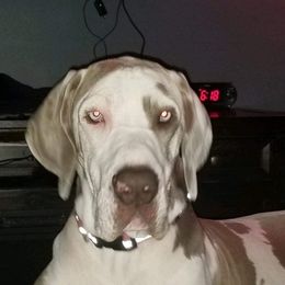 Great Danes from Blue Diamond Danes